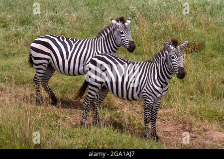 Deux Zèbres des plaines (Equus quagga, anciennement Equus burchellii) debout dans le cratère de Ngorongoro, Tanzanie, Afrique Banque D'Images