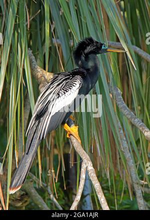 Mâle Anhinga perché sur une branche à Bird Island Park , Ponte Vedra Beach, Floride Banque D'Images