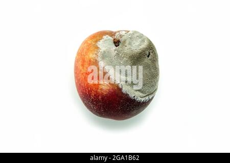 Une photo d'une nectarine pourris. La forme est déformé et il n'est pas comestible. Isolé sur fond blanc. Banque D'Images