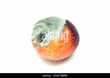 Une photo d'une nectarine pourris. La forme est déformé et il n'est pas comestible. Isolé sur fond blanc. Banque D'Images