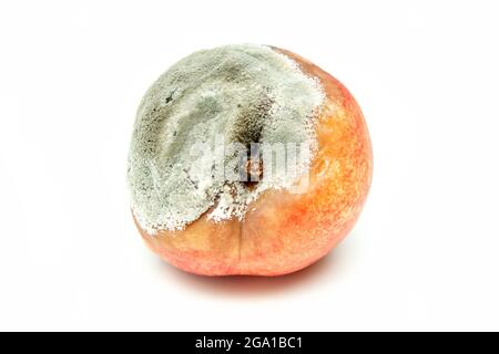 Une photo d'une nectarine pourris. La forme est déformé et il n'est pas comestible. Isolé sur fond blanc. Banque D'Images