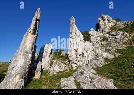 Vallée d'Eselsburg près de Herbrechtingen, formation de rockformation 'tony Maiden' (Steinerne Jungfrauen), quartier de Heidenheim, Bade-Wurtemberg, Allemagne Banque D'Images