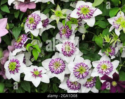 Les fleurs pourpres et blanches d'une plante 'Viennetta' de Floride de Clematis Banque D'Images