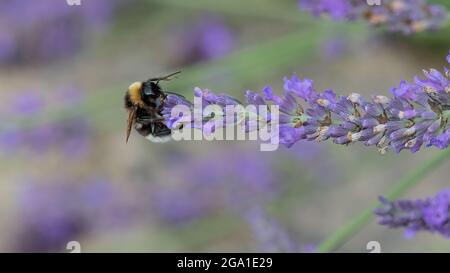 L'abeille Bumble pollinise la fleur de lavande dans un champ de lavande dans les Cotswolds. Nos abeilles doivent être regardés Banque D'Images