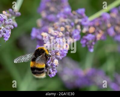 Nous devons nous occuper de nos abeilles. L'abeille Bumble pollinise la fleur de lavande dans un champ de lavande des Cotswolds. Banque D'Images