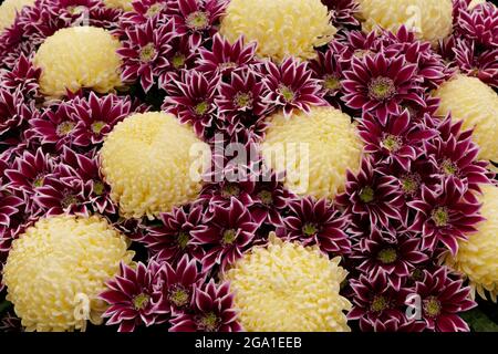 Image plein cadre des chrysanthèmes de pompon crème et des fleurs violettes et blanches Banque D'Images