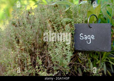 Vue de plantes de sauge commune dans un jardin avec une plaque signalétique manuscrite qui se lit: Sauge. Banque D'Images