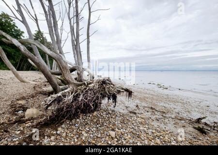 Des arbres morts blanchis à marée basse sur la plage de Bembridge, l'île de Wight Banque D'Images