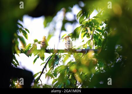 Belle Hoopoe Upupa epops debout sur une branche, la meilleure photo. Banque D'Images