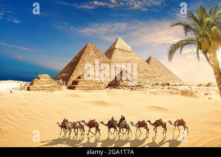 Chameaux dans les sables par les grandes Pyramides de Gizeh, le Caire, l'Egypte Banque D'Images