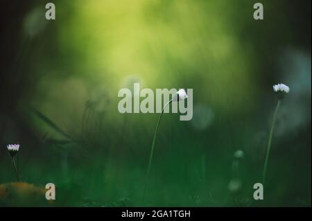 Magnifique fond vert nature avec herbe et petites fleurs. Bel éclairage en arrière-plan, superbe bokeh. Banque D'Images