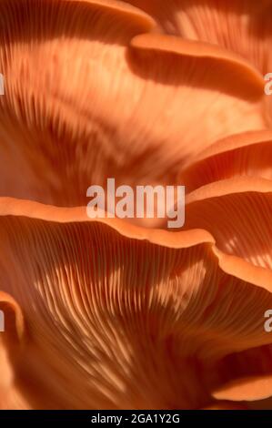 Magnifique huître rose fraîche gastronomique champignons comestibles fond Banque D'Images
