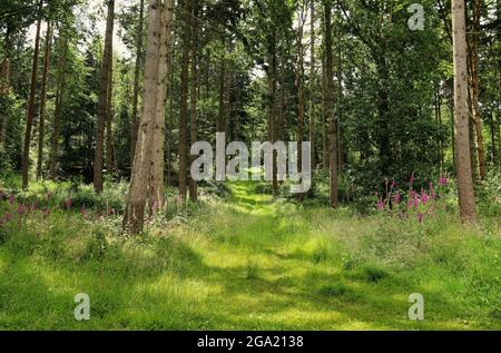 Forêt de pins dans les collines Chiltern dans le sud de l'Oxfordshire avec Foxgloves (Digitalis) croissant parmi l'herbe Banque D'Images