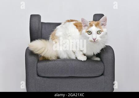 Chat long mignon assis sur un fauteuil et regardant l'appareil photo. Isolé sur fond gris. Banque D'Images