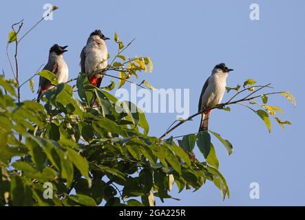 Bulbul à tête de suie (Pycnonotus aurigaster klossi) trois adultes perchés au sommet d'un arbre au nord de la Thaïlande Novembre Banque D'Images