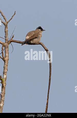 Bulbul à tête de suie (Pycnonotus aurigaster klossi) adulte perché dans un arbre mort, soufflé vers le nord de la Thaïlande Novembre Banque D'Images