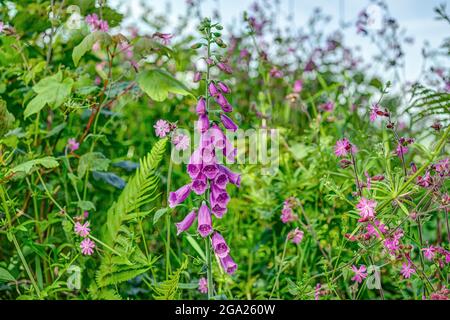 Un joli rengant pourpre (digitalis) en pleine croissance sauvage dans ce hedgerow anglais par le côté d'une ruelle de campagne entourée d'autres fleurs comme le campian. Banque D'Images