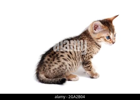 un chaton à rayures grises est un chaton de race rouge sur fond blanc Banque D'Images