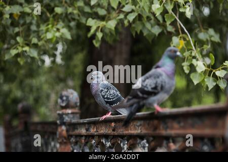 trois pigeons sont assis sur une clôture - un parc près d'un arbre vert. Banque D'Images