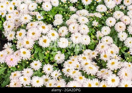 Chrysanthemum blanc et rose x morifolium . Banque D'Images