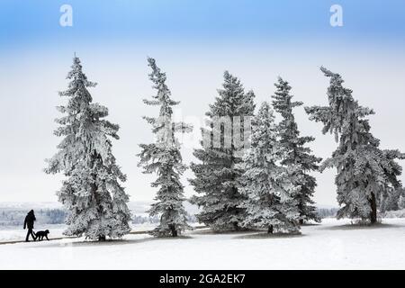 Un groupe d'arbres à feuilles persistantes très dépolies dans un champ enneigé avec une silhouette d'une personne et d'un chien marchant le long d'un chemin Banque D'Images