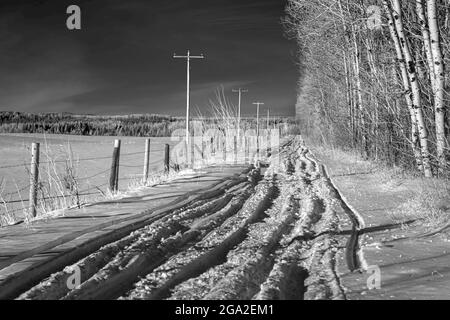 Arbres d'hiver photographiés dans l'infrarouge; Ontario, Canada Banque D'Images