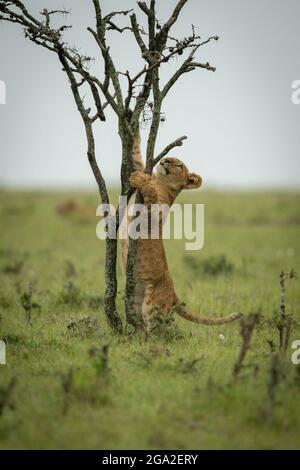 Le lion cub (Panthera leo leo) monte dans la brousse sur la plaine herbeuse de la réserve nationale de Maasai Mara; Narok, Masai Mara, Kenya Banque D'Images