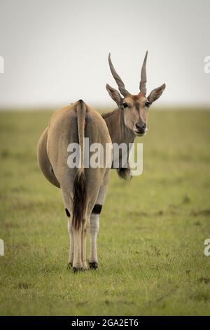 Common eland (Taurotragus oryx) se dresse sur l'herbe tournant autour de la caméra, Réserve nationale de Maasai Mara; Narok, Masai Mara, Kenya Banque D'Images