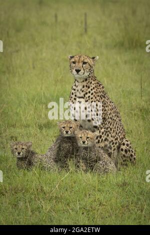 Cheetah (Acinonyx jubatus) se trouve dans l'herbe avec trois petits, Réserve nationale de Maasai Mara; Narok, Masai Mara, Kenya Banque D'Images