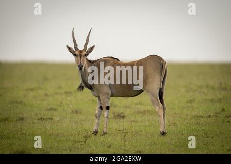 Common eland (Taurotragus oryx) se trouve sur une caméra d'observation de l'herbe, Réserve nationale de Maasai Mara; Narok, Masai Mara, Kenya Banque D'Images