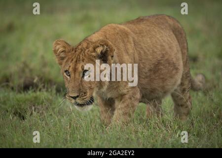 Le lion cub (Panthera leo leo Leo) traverse l'herbe avec la tête abaissée, réserve nationale de Maasai Mara; Narok, Masai Mara, Kenya Banque D'Images