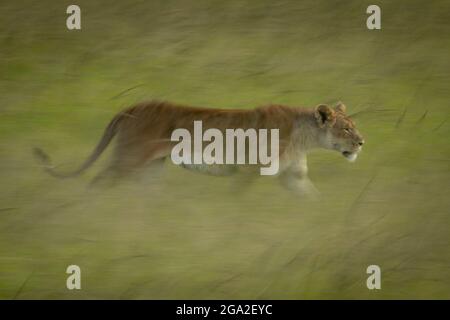 Lente casserole de lioness (Panthera leo leo) marchant au-dessus de l'herbe, Réserve nationale de Maasai Mara; Narok, Masai Mara, Kenya Banque D'Images