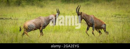 Panorama des mâles topes (Damaliscus lunatus jimela) luttant sur l'herbe, Réserve nationale de Maasai Mara; Narok, Masai Mara, Kenya Banque D'Images