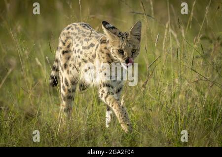 Serval (Leptafurus serval) marche à travers le long nez de léchage d'herbe, Réserve nationale de Maasai Mara; Narok, Masai Mara, Kenya Banque D'Images