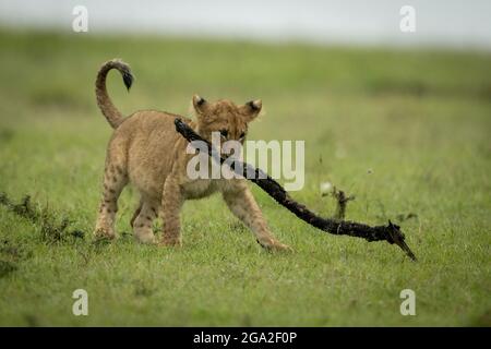 Lion cub (Panther leo) croise un bâton de transport de prairies plates, réserve nationale de Maasai Mara; Narok, Masai Mara, Kenya Banque D'Images