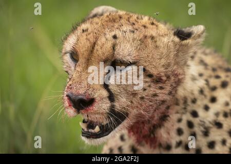 Gros plan du sanglant guépard (Acinonyx jubatus) assis à gauche, Kicheche Bush Camp, Réserve nationale de Maasai Mara; Narok, Masai Mara, Kenya Banque D'Images