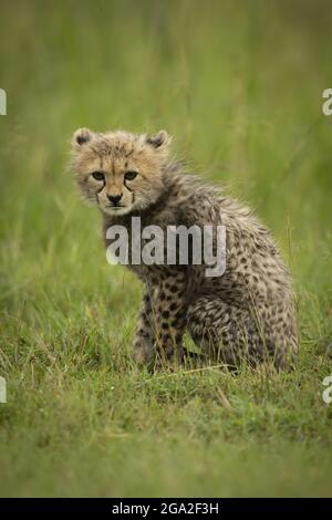 Cheetah cub (Acinonyx jubatus) est assis à l'œil de caméra dans l'herbe, la réserve nationale de Maasai Mara; Narok, Masai Mara, Kenya Banque D'Images