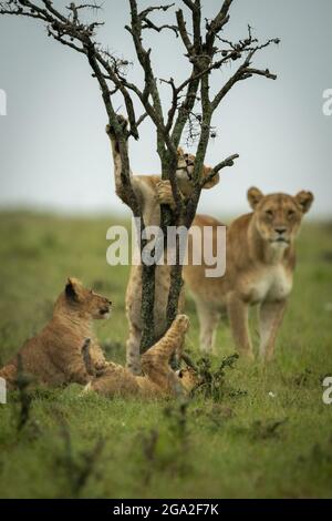 Lioness (Panthera leo) regarde l'arbre de montée de cub par d'autres, Réserve nationale de Maasai Mara; Narok, Masai Mara, Kenya Banque D'Images