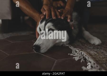 Les propriétaires embrassent un magnifique chien husky. Banque D'Images