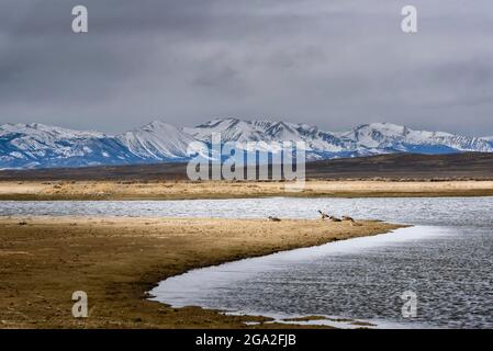 Montagnes Rocheuses enneigées au loin avec un troupeau de bernaches du Canada (Branta canadensis) à un plan d'eau au premier plan Banque D'Images