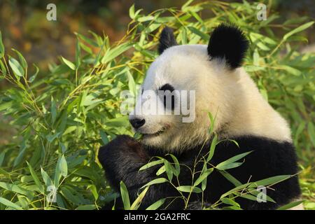 Panda géante (Ailuropoda melanoleuca), captive dans le zoo ; Autriche Banque D'Images