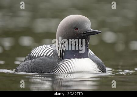 Pacific Loon (Gavia pacifica) nageant dans un lac près de Whitehorse; Yukon, Canada Banque D'Images