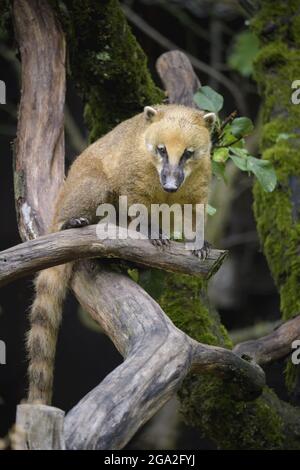 Coati sud-américain (Nasua nasua) ou Coati à queue de rocade debout sur une branche d'arbre regardant vers le bas, captive dans un zoo; Allemagne Banque D'Images
