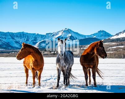 Trois chevaux se tiennent en rangée le long d'une clôture dans un pâturage enneigé avec une chaîne de montagnes enneigée en arrière-plan; Alberta, Canada Banque D'Images