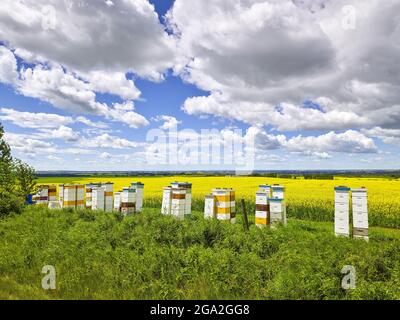 Rangée d'ruches d'abeilles à côté d'un champ de canola avec les prairies s'étendant sous un ciel bleu nuageux; Alberta, Canada Banque D'Images