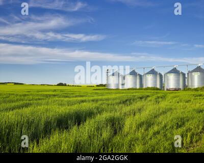 Lumière du soleil se reflétant sur une rangée de bacs de stockage de grain dans un champ vert et herbacé de foin avec un ciel bleu; Alberta, Canada Banque D'Images