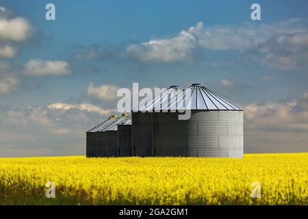 Rangée de grands bacs de stockage de grains métalliques au milieu d'un champ de canola à fleurs avec un ciel bleu nuageux; est de Calgary, Alberta, Canada Banque D'Images