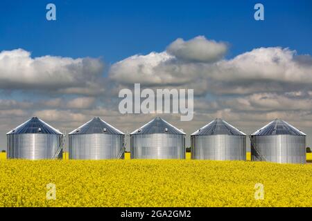 Une rangée de grands bacs à grain en métal brillant dans un champ de canola en fleurs avec des nuages et un ciel bleu; est de Calgary, Alberta, Canada Banque D'Images