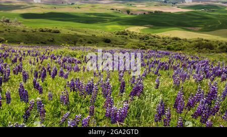 Gros plan de lupins violets (Lupinus) sur une colline herbeuse avec des cultures sur les terres agricoles au loin; Palouse, Washington, États-Unis d'Amérique Banque D'Images