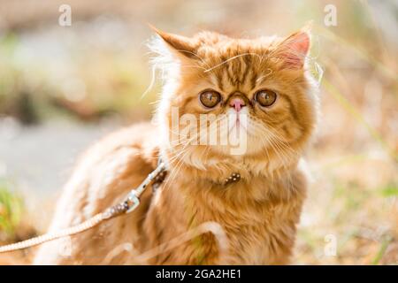 Portrait de chat persan rouge drôle avec une laisse marchant dans la cour. Banque D'Images